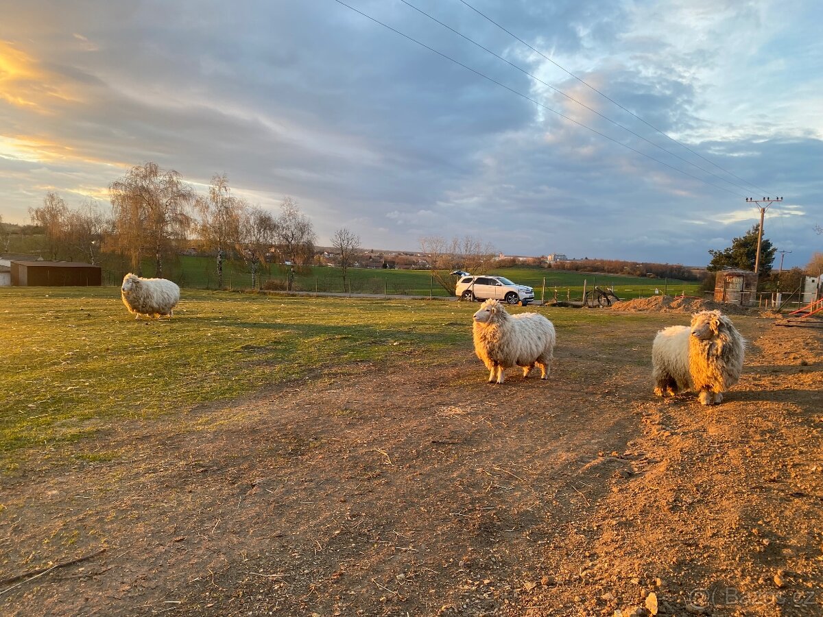 Romney Marsch Kent - 3