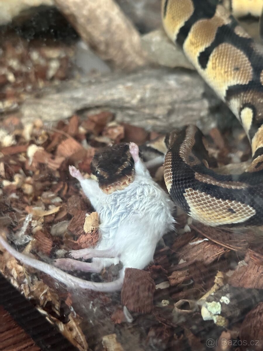Krajta Královská - 3