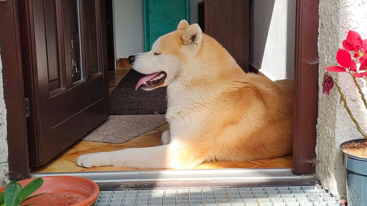 Nádherný pes Akita inu krytí - 3