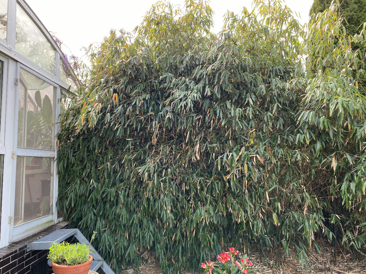 bambusy - podzimní výsadba - 3