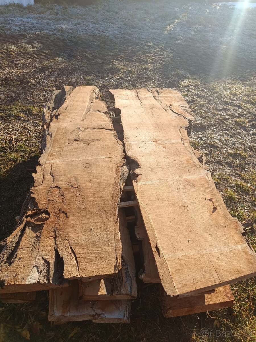 Fošny akátu 55-50mm na epoxid - 3