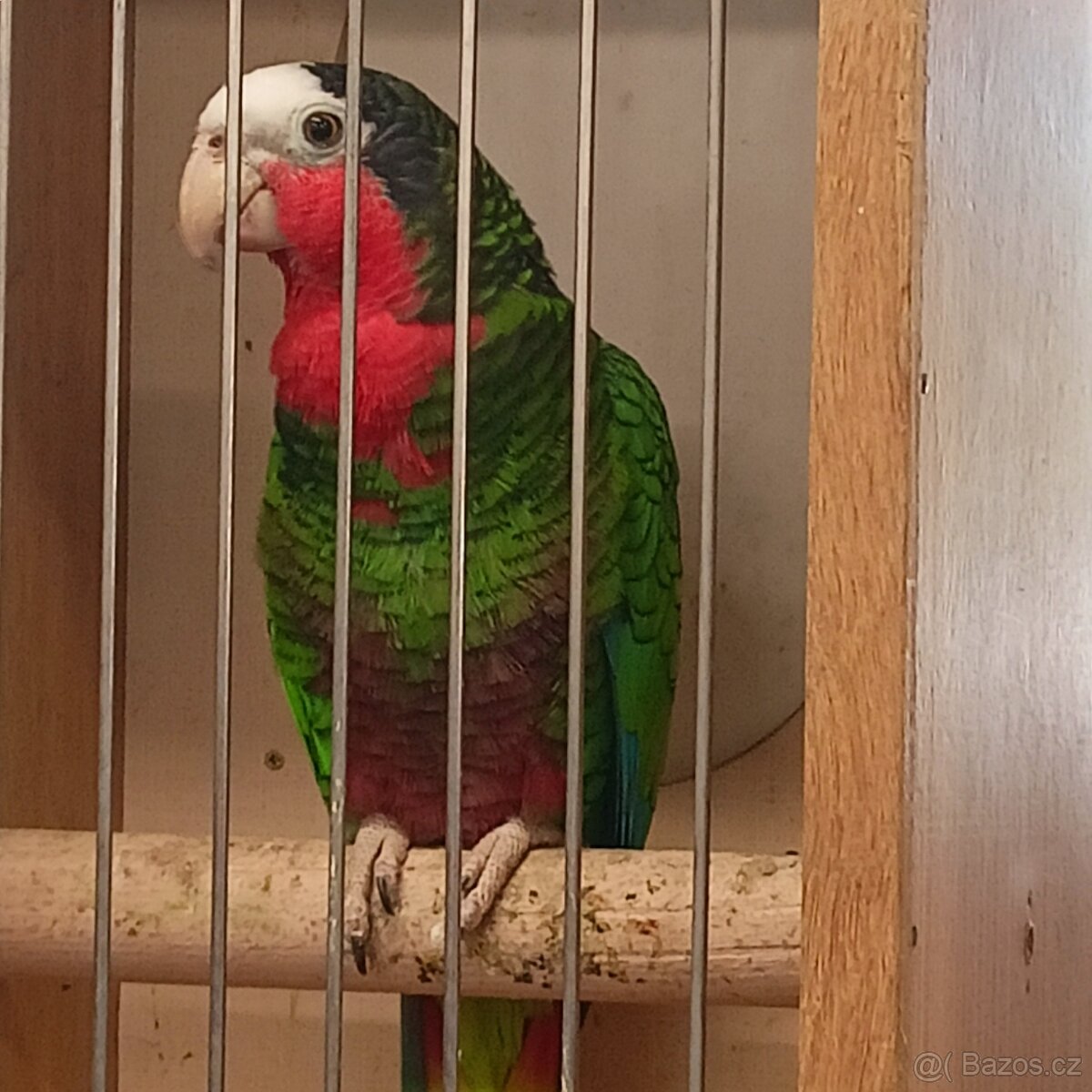 Amazoňan kubánský - 3