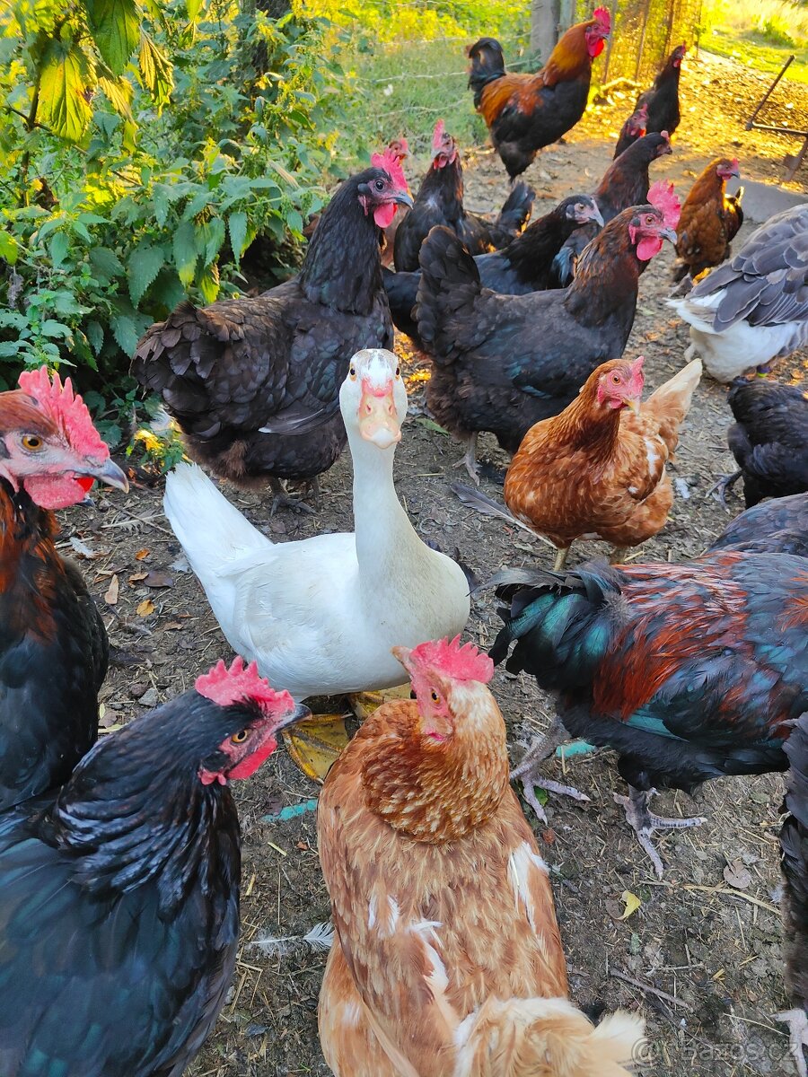 Kachna pižmová - 3