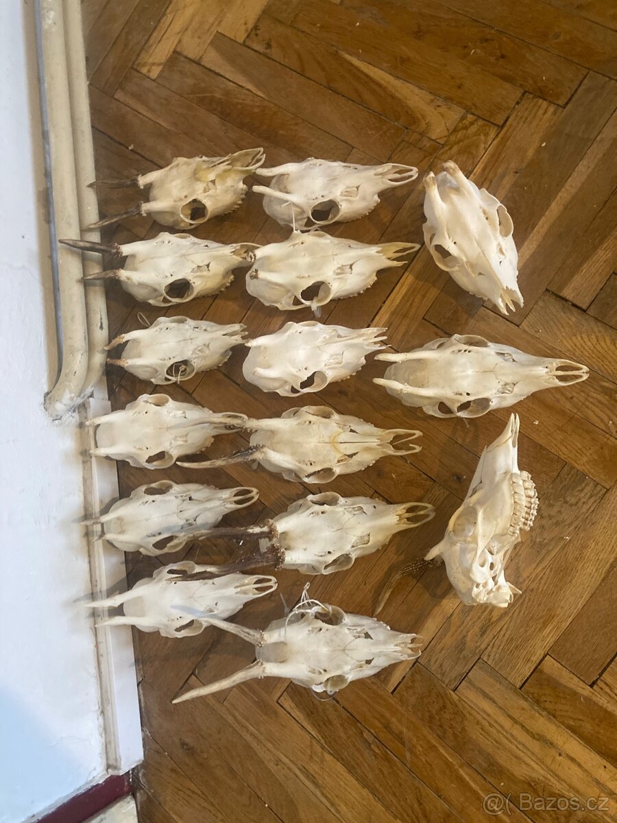 15ks srnci lebka, dekorace, trofej, srnec - 3