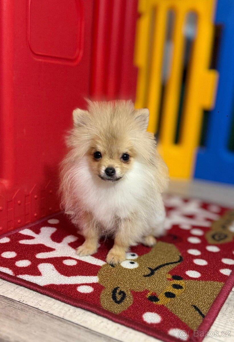 Pomeranian mini S PP - 3