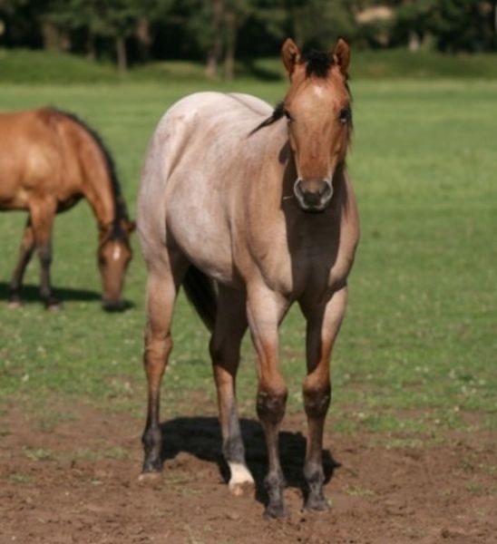 Prodám atraktivní mladou klisnu - 3