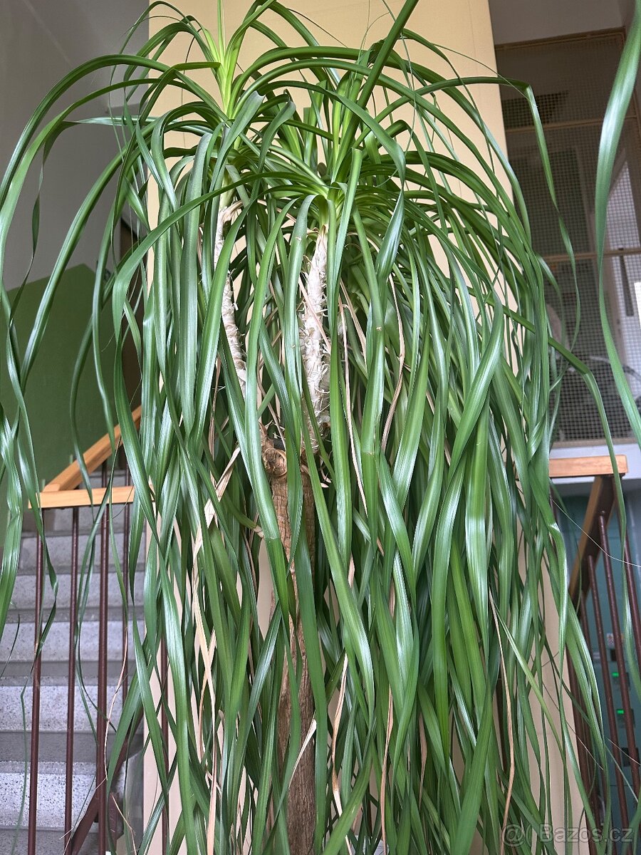 Sloní noha - bokarnea tlustokmenná - 3