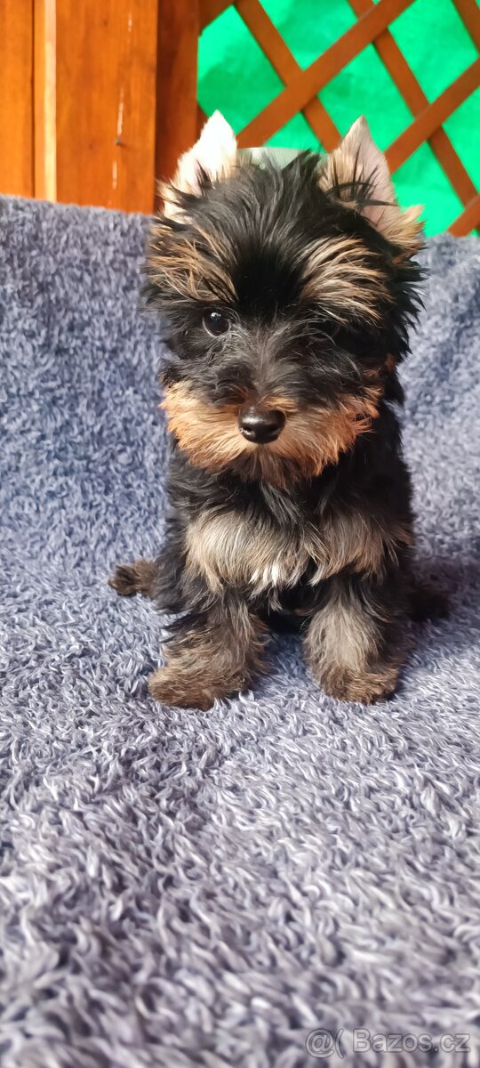 Jorkširský teriér s pp - 3