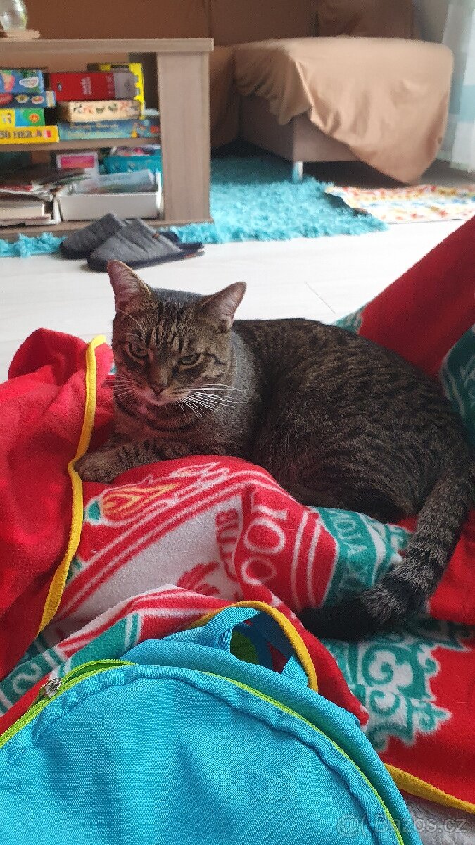 Stále se hledá se kocourek - 3