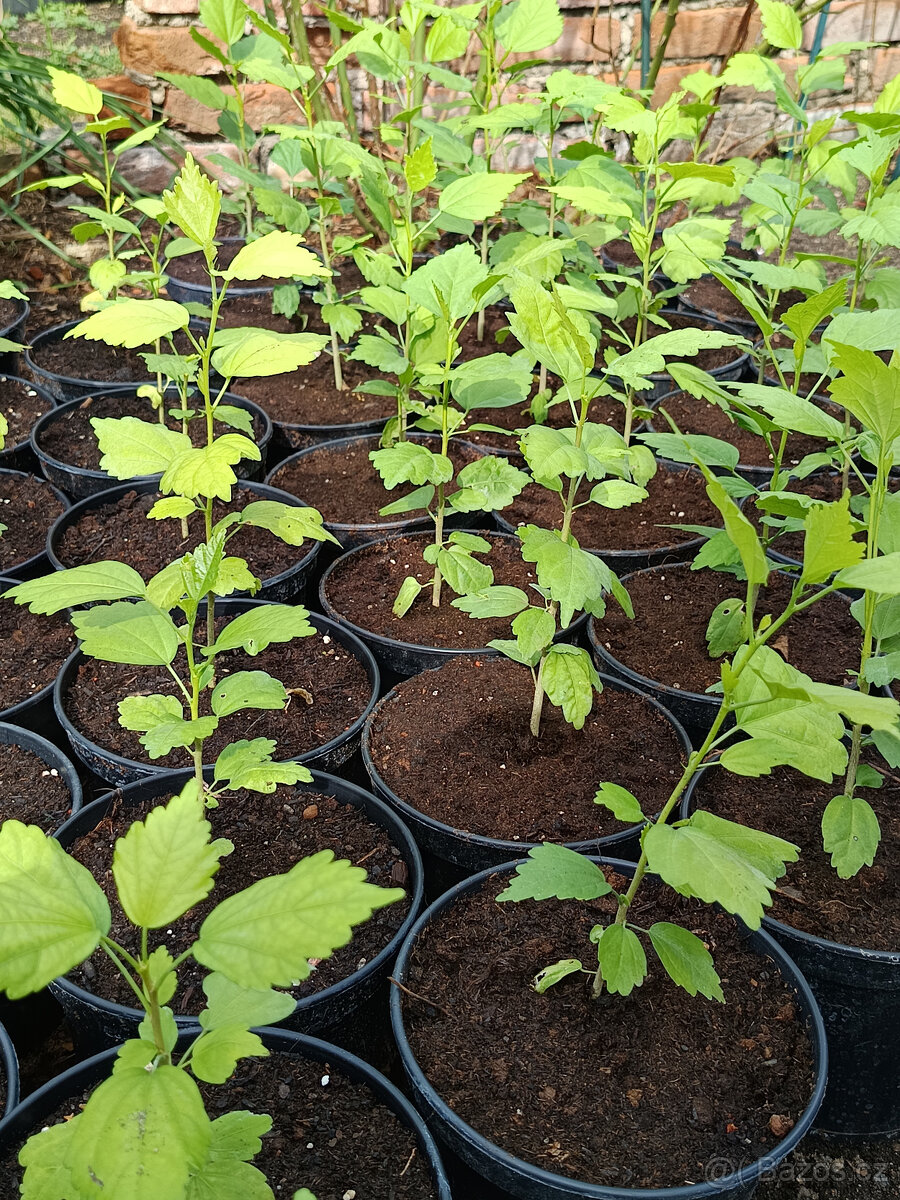 Ibišek Syrský - Venkovní - 3