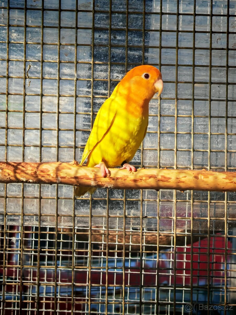 Agapornis růžohrdlý KOUPÍM samce - 3