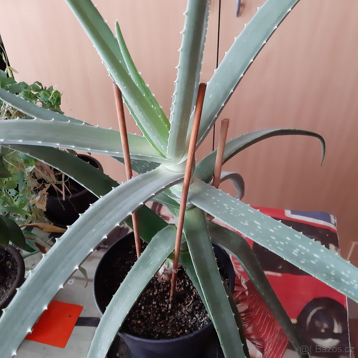Aloe vera léčivá... - 3