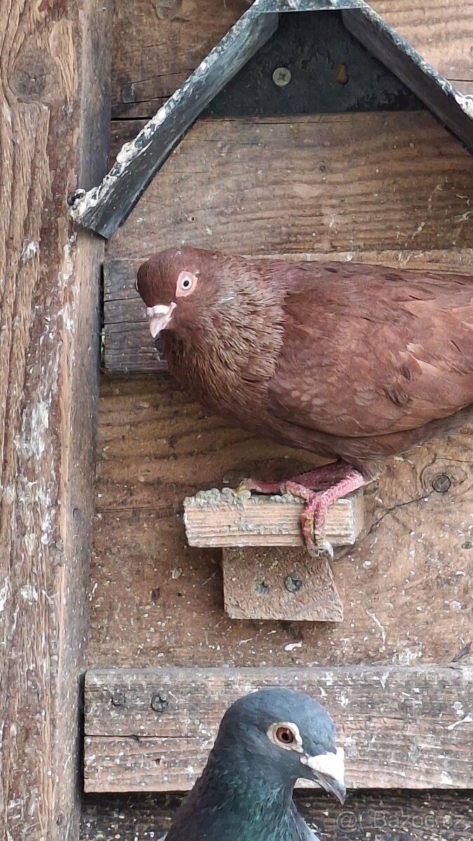 holubi - 3
