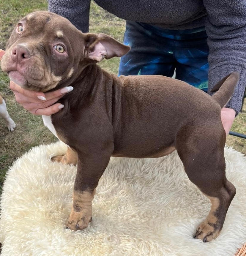 American Bully Micro/exotik s PP i bez PP - 3