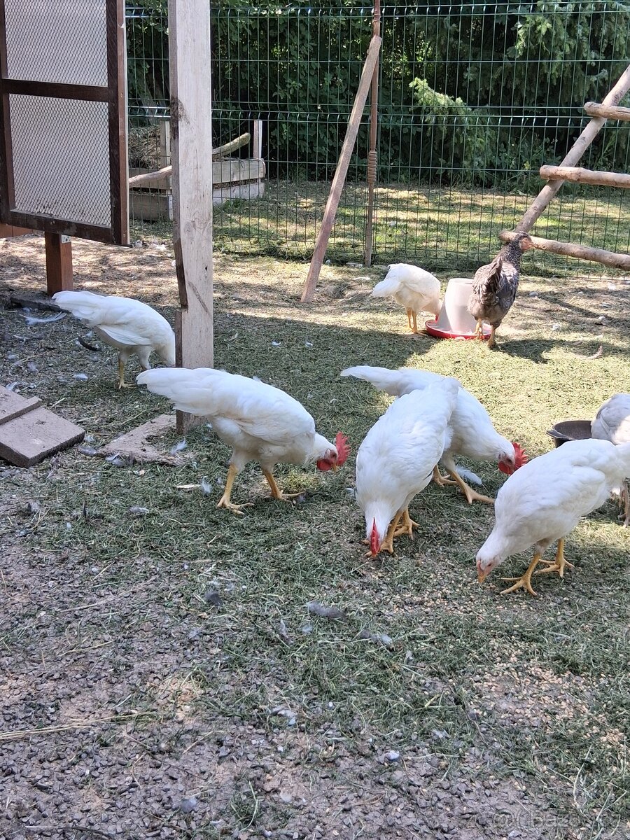 Kohoutci leghorn - 3