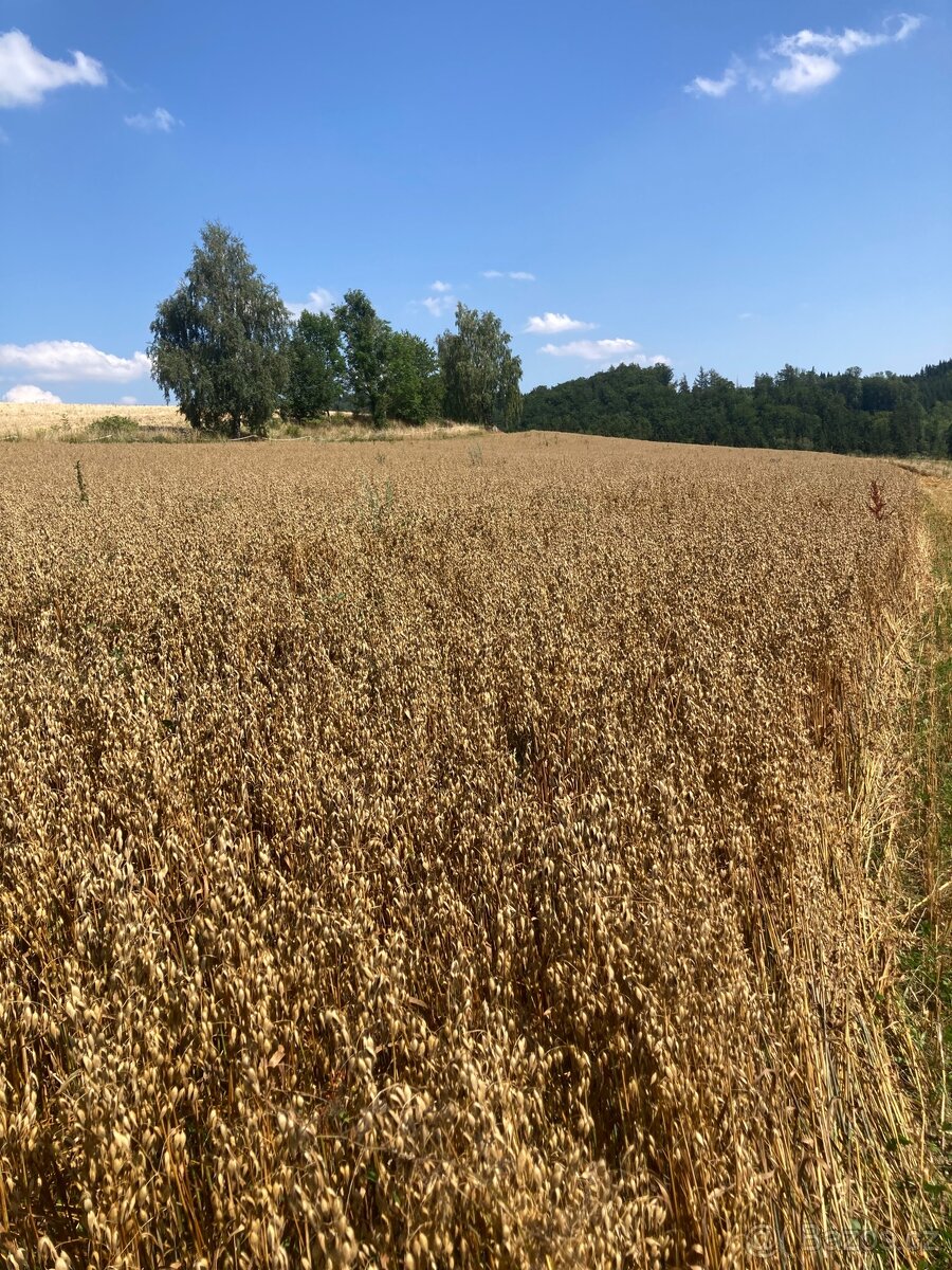 Oves černý - 3