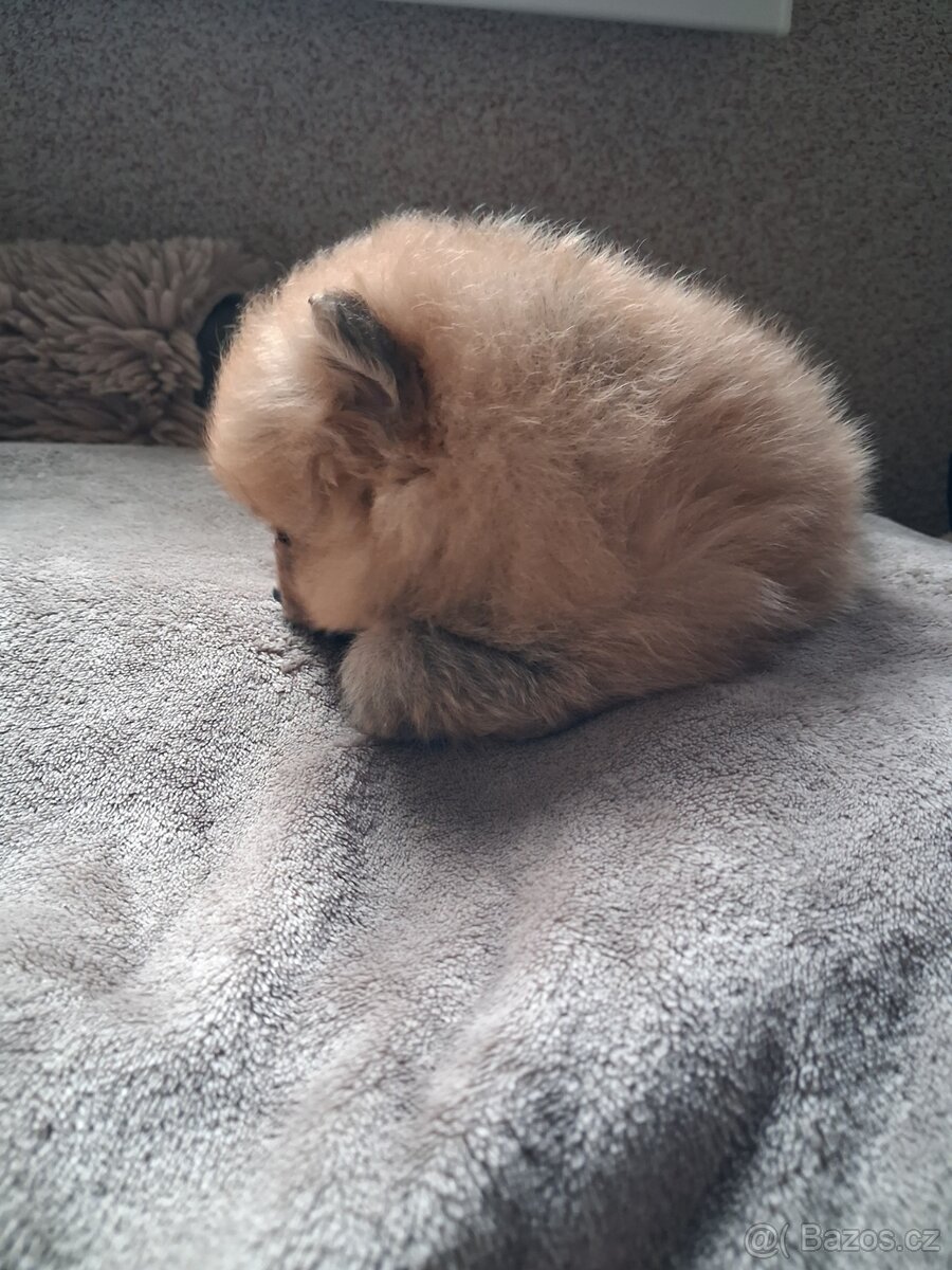 Pomeranian - pejsek - 3