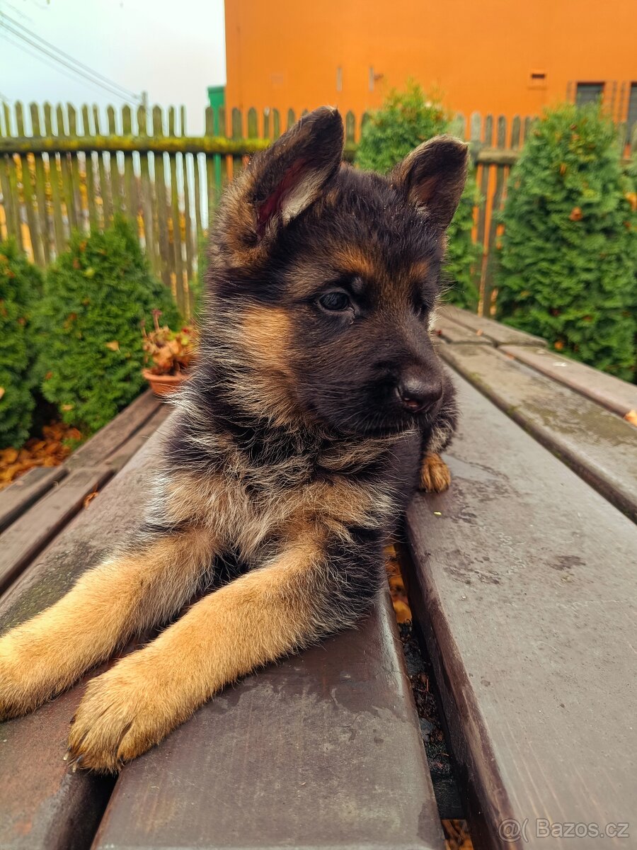 Německý ovčák s PP - 3