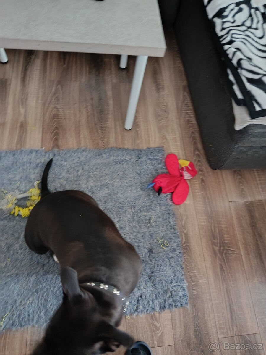 Prodám americký bul XL - 3