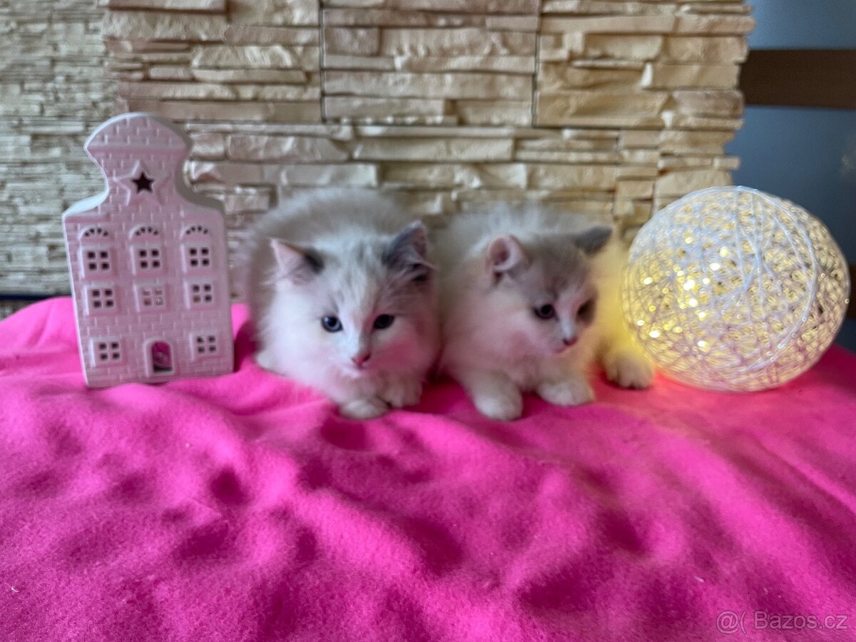 Ragdoll koťátka bez PP - 3