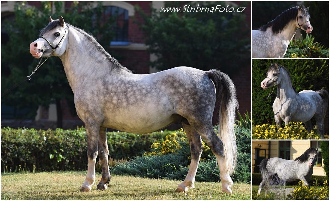Plemenný hřebec wmp - 3