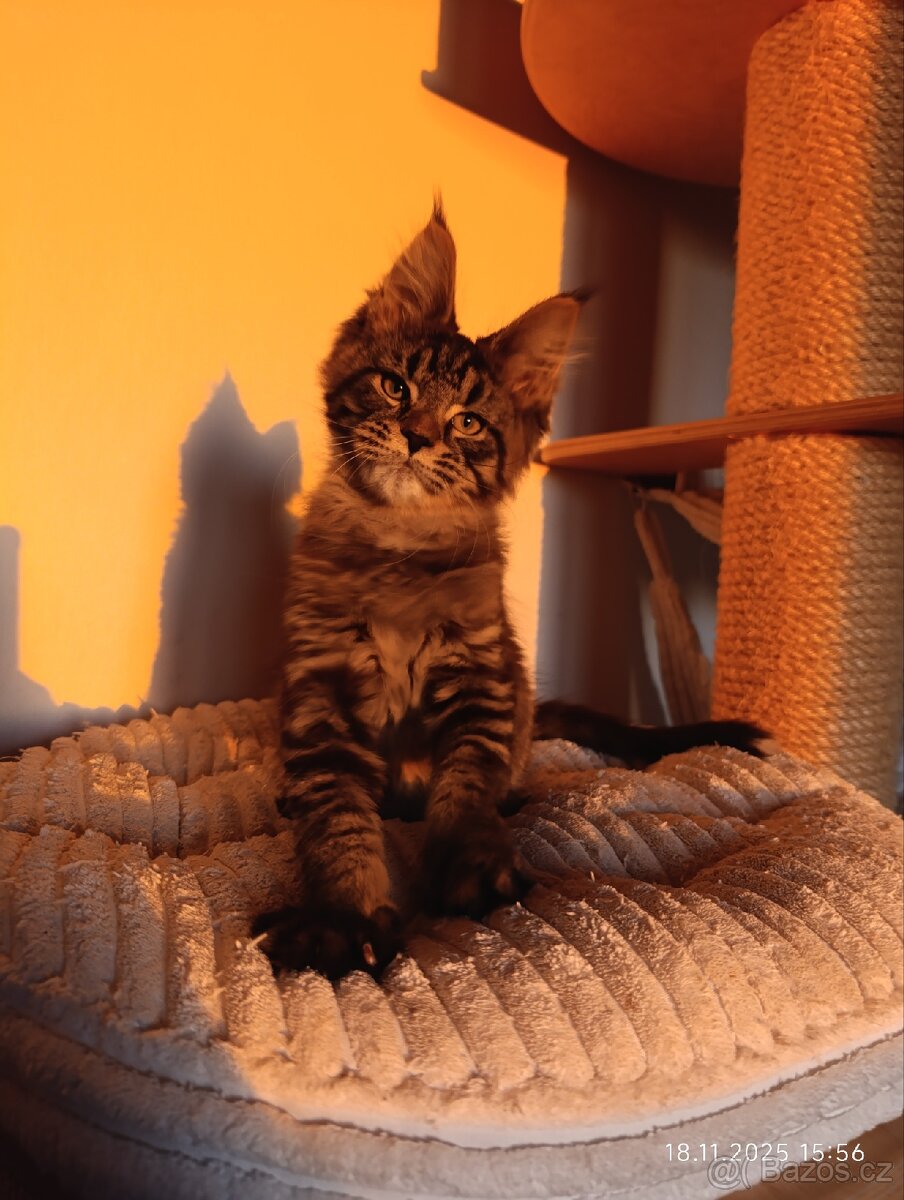 Mainská mývalí koťátka s PP - 3