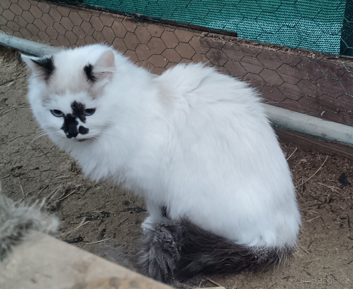 Sibiřská kočka něvská maškaráda - 3