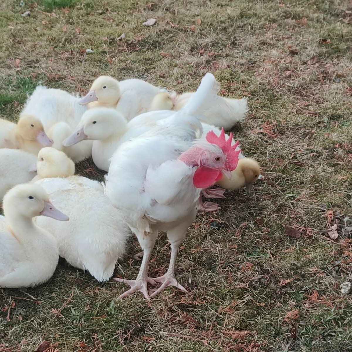 Prodám hodného kohoutka - 3