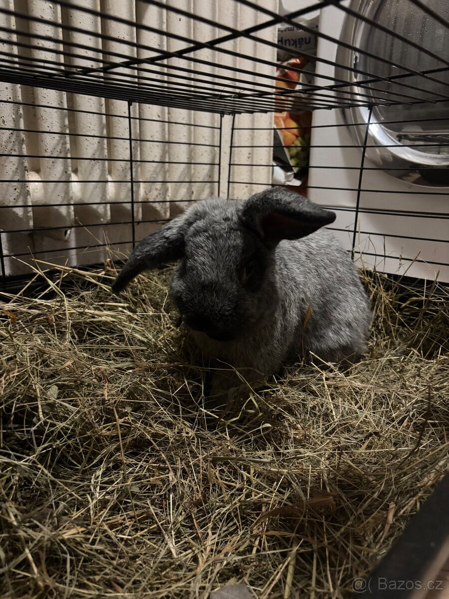Králíček - 3