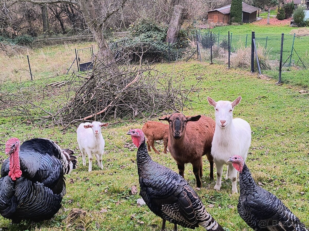 Prodám dospělé kozy a kozla - 3