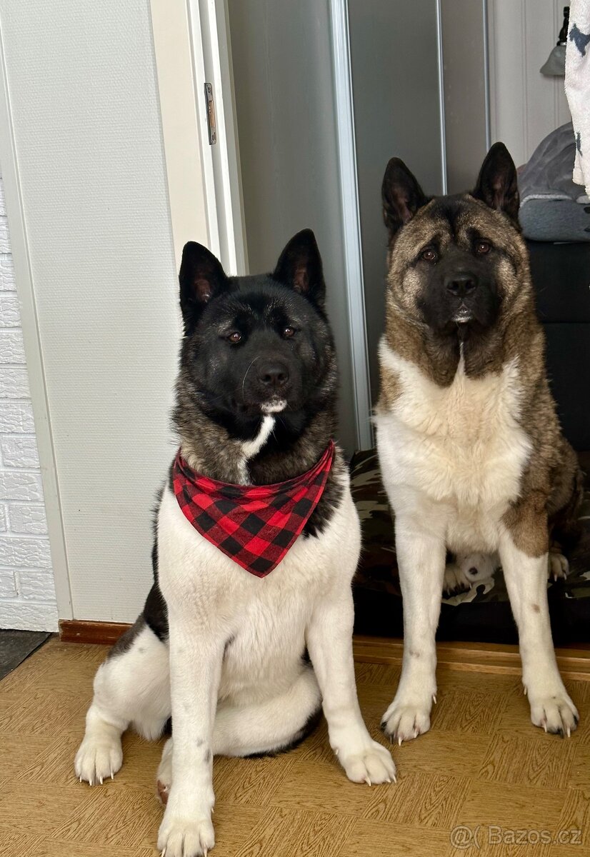 Nabízím krytí – Americká akita (pes) - 3