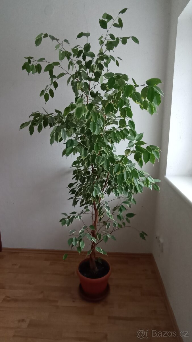 Fikus benjamin Ficus Benjamina, vzrostlá pokojová kytka - 3