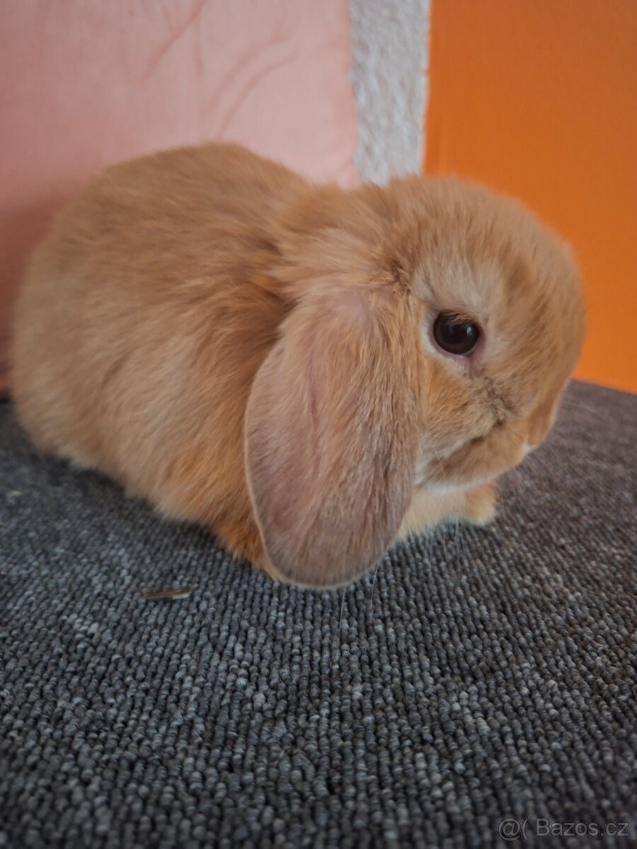 Mini Lop - 3