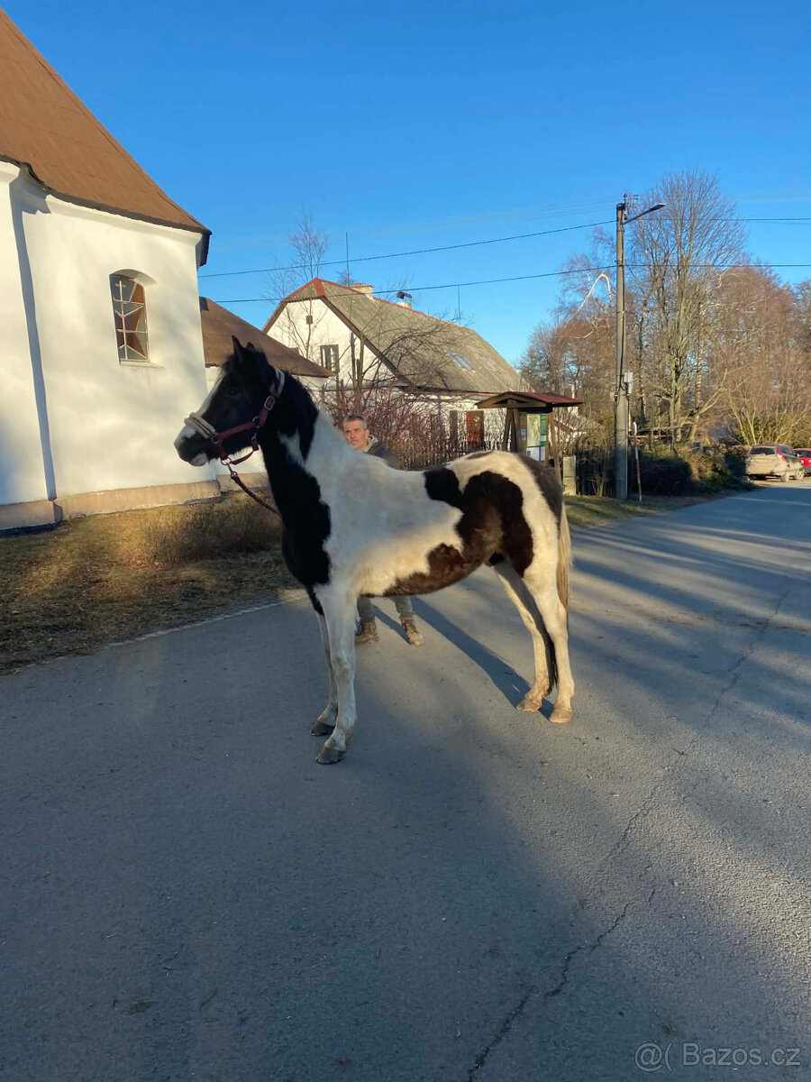 Nabízím k prodeji klisnu BAROCK PINTO - 3