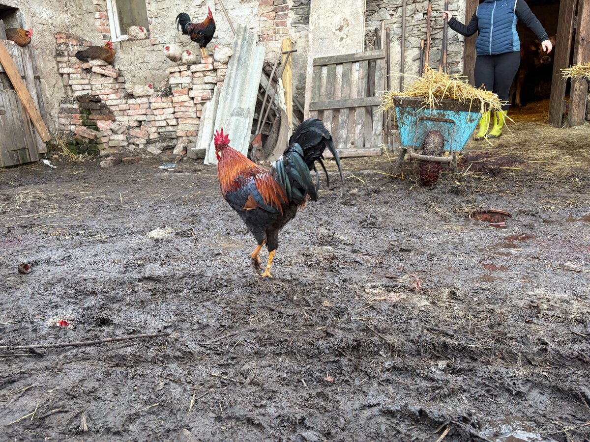 Prodám mladé kohouty. - 3