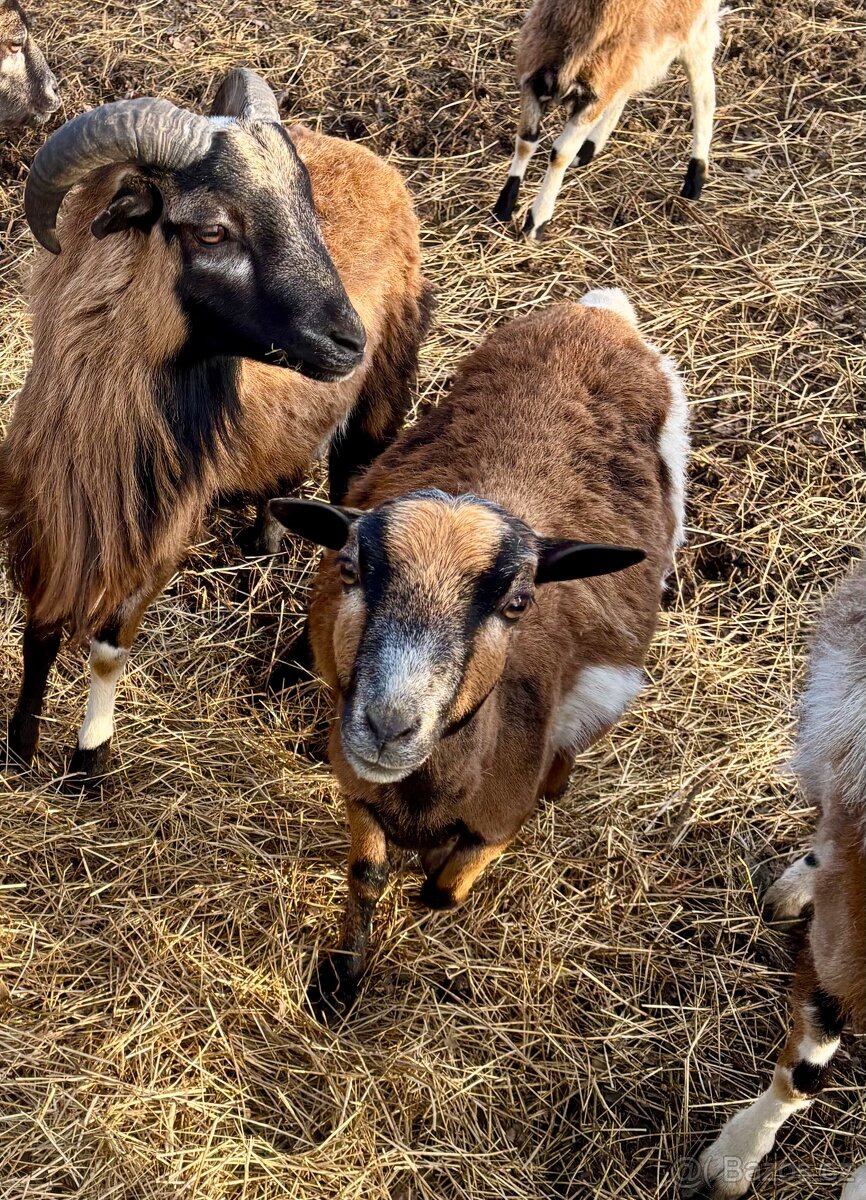 Kamerúnsky beran - 3