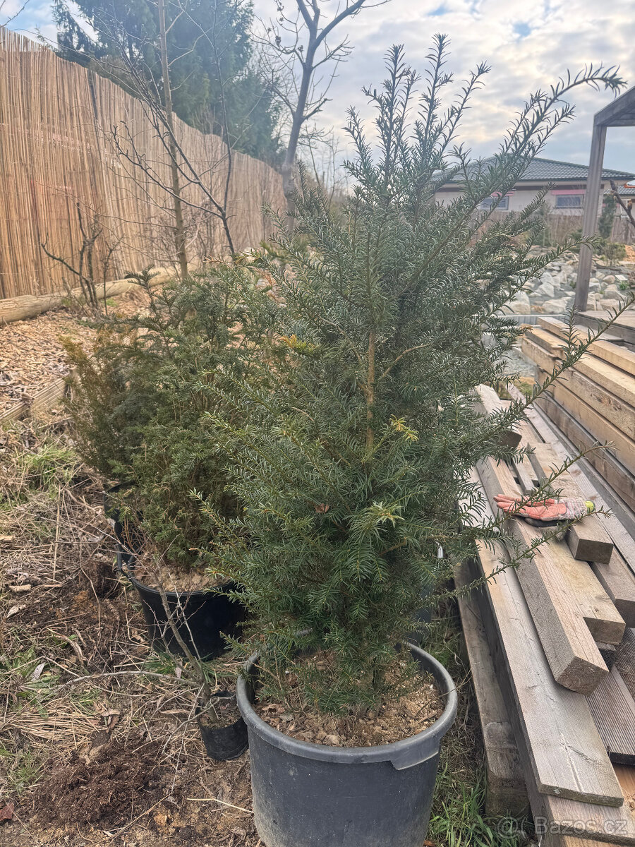 Tis červený - taxus baccata - 3
