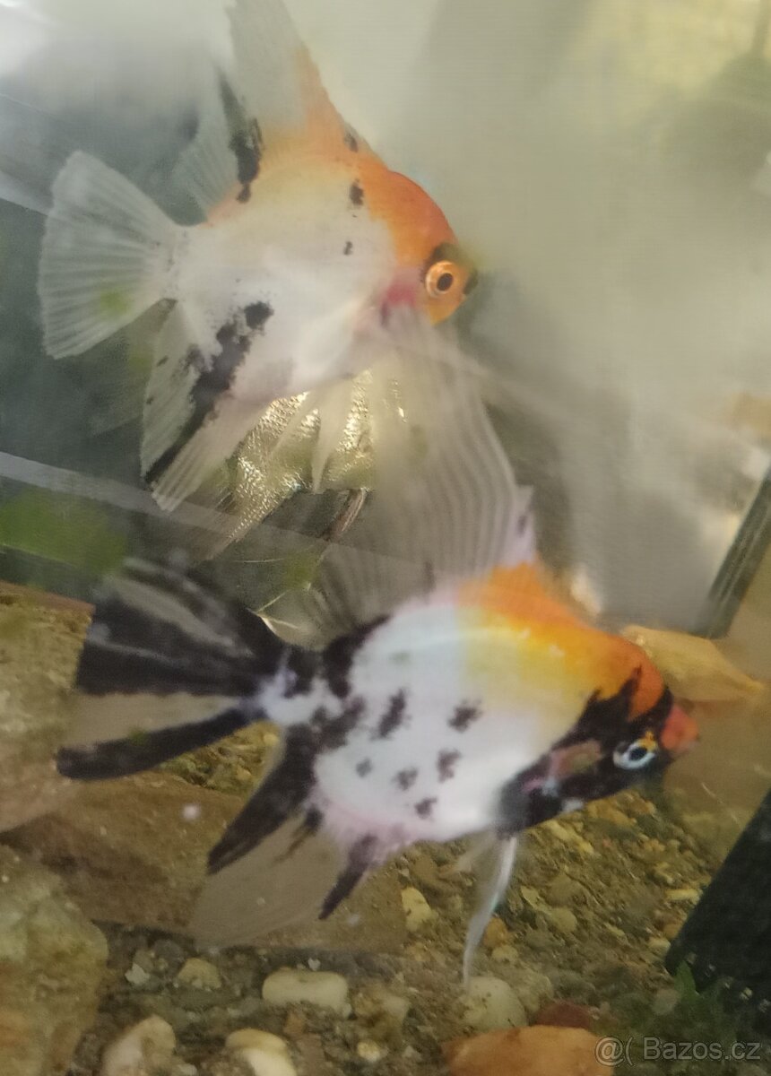 Amada gouldova - amadina - guldy a daruji 2 skaláry - 3