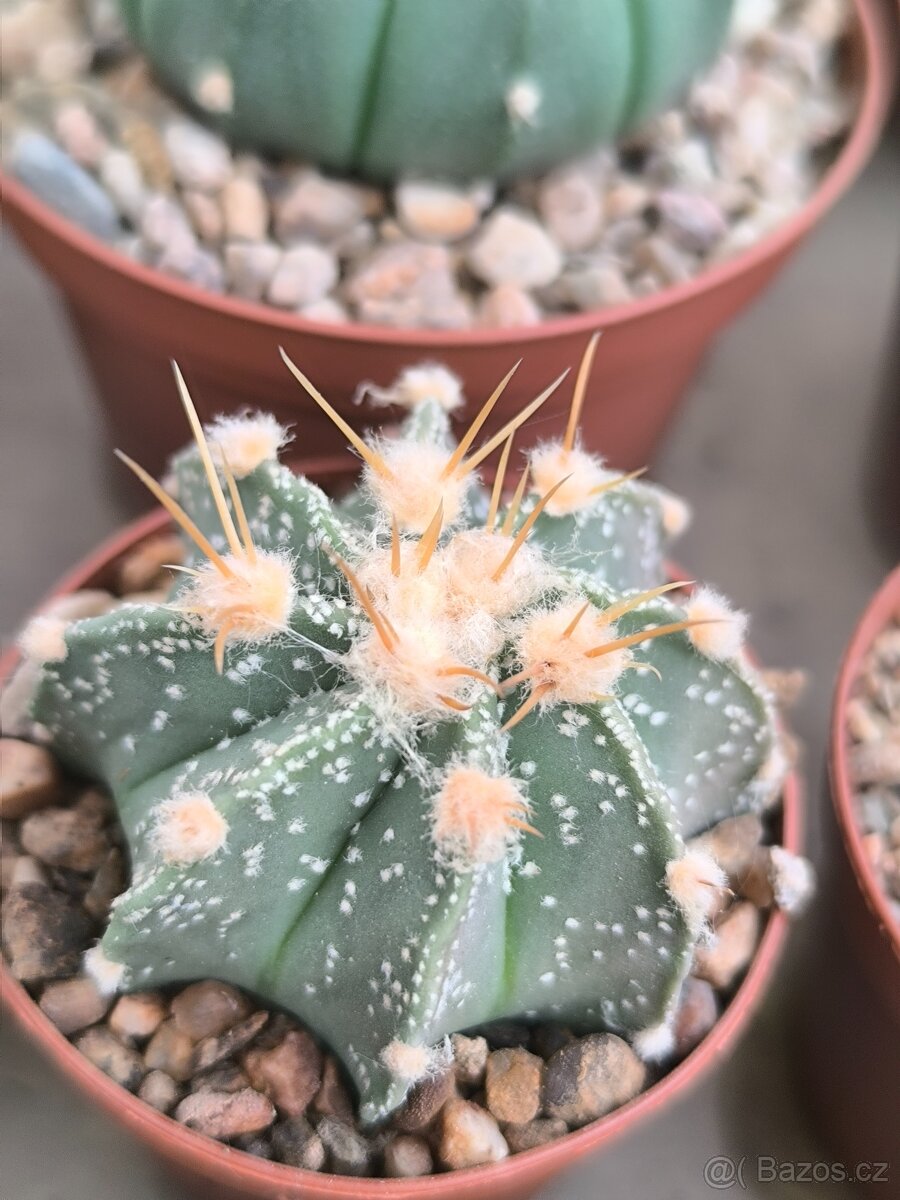 Kaktusy a sukulenty - 3