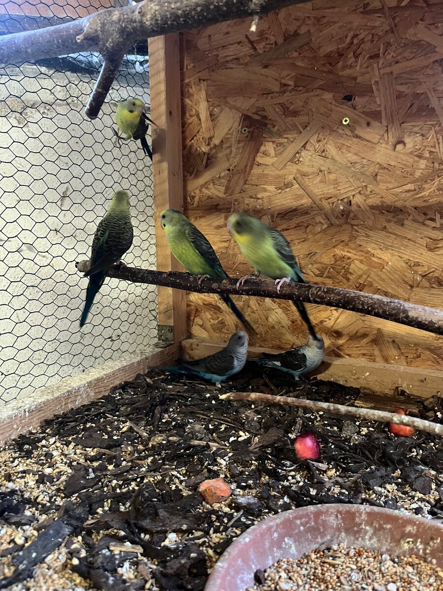 Andulka blackwing - 3