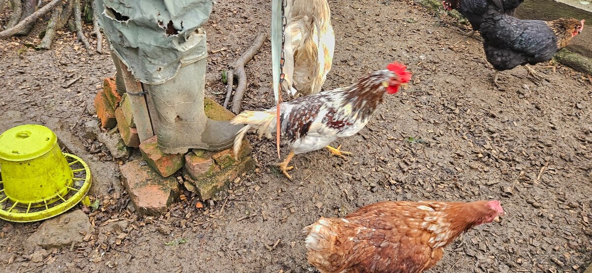 Kohouti (švédská květina) - 3