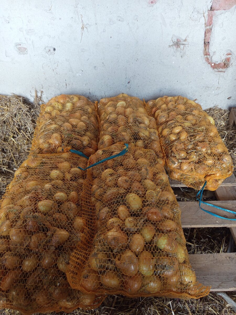 Cibule Stuttgart - 3