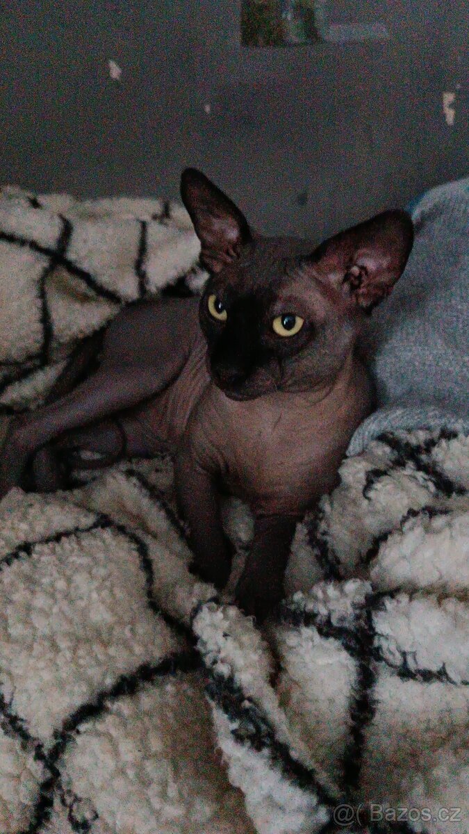 Kocour ke krytí Sphynx kanadský - 3