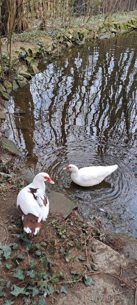 Kachna pižmová - 3