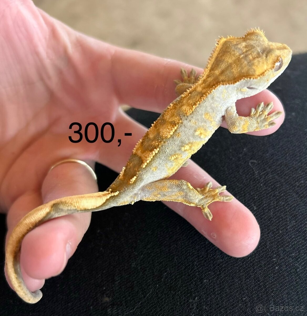 Pagekon řasnatý - 3