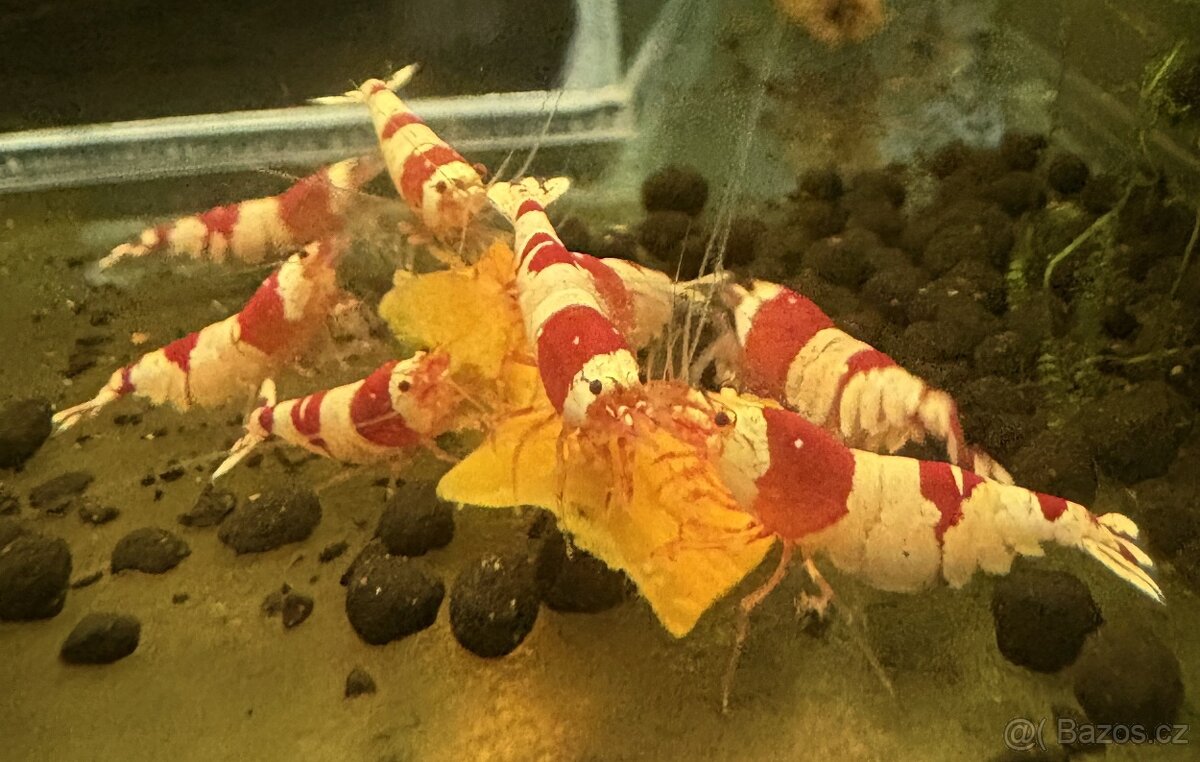 Krevetky Caridina Crystal Red & Black - 3