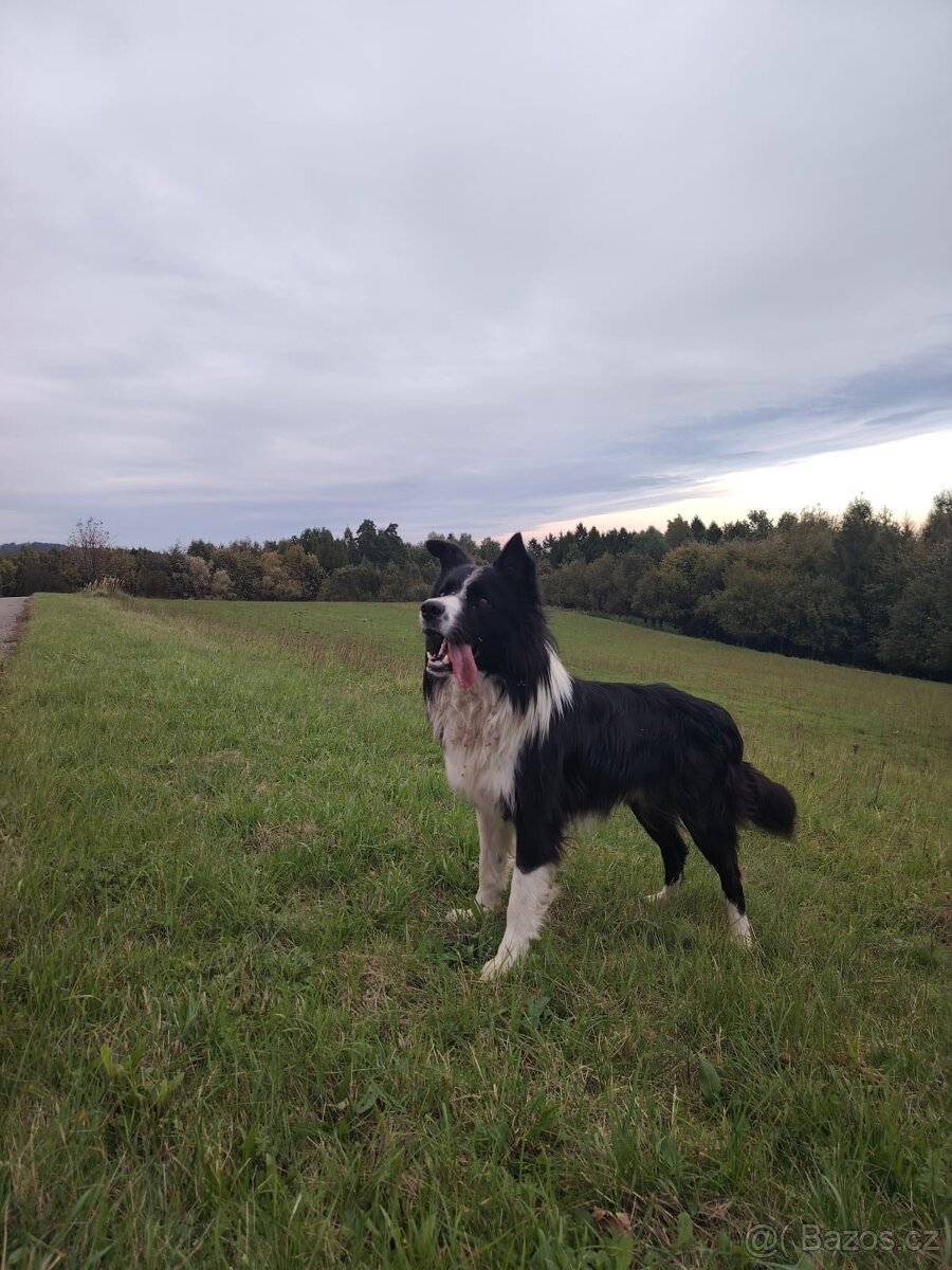 Krytí border kolie s pp - 3