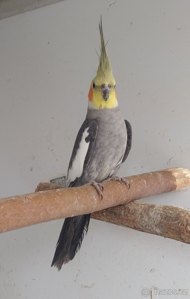 Nabízím korely - 3