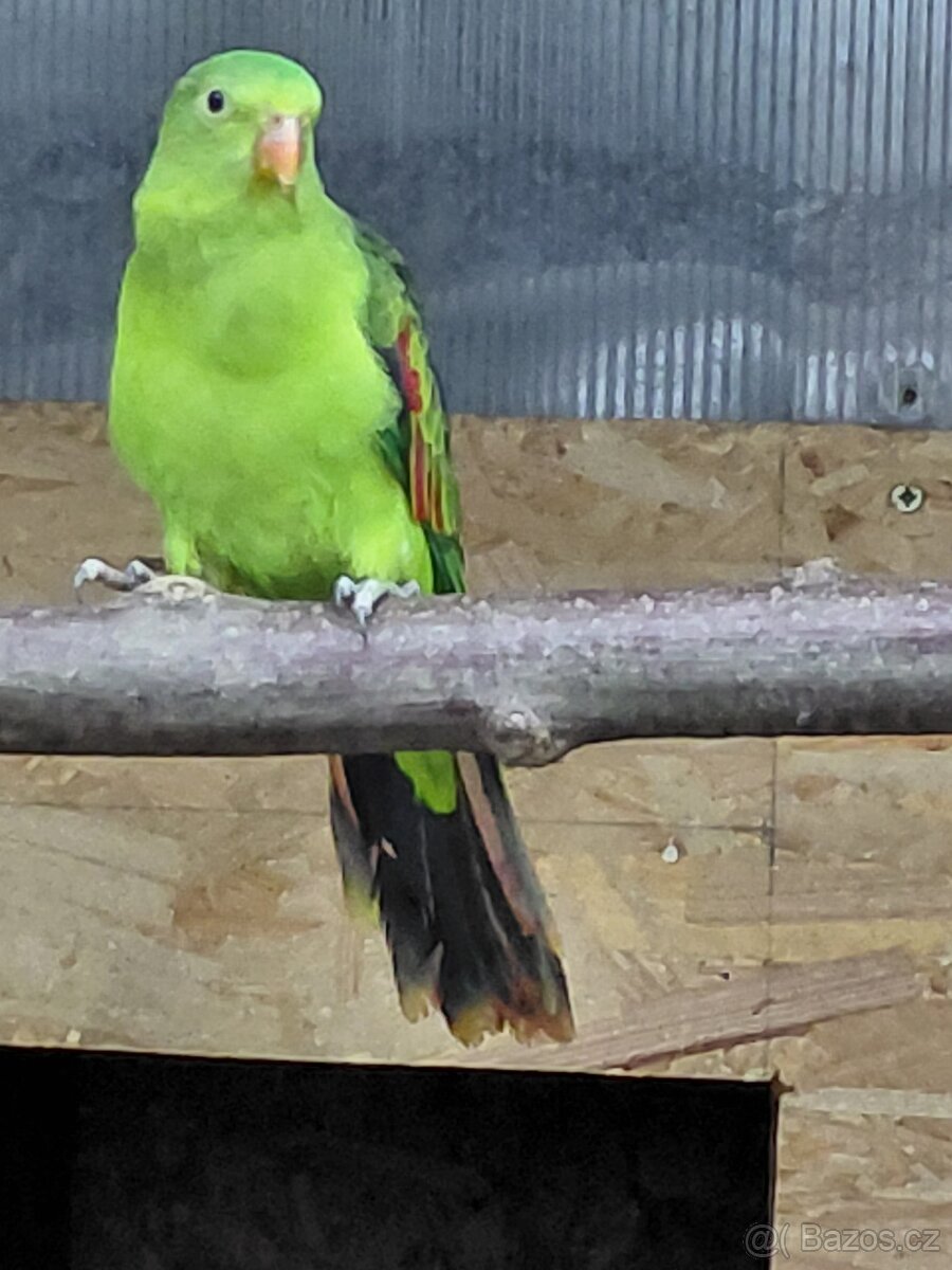 Papoušek červenokřídlý - 3