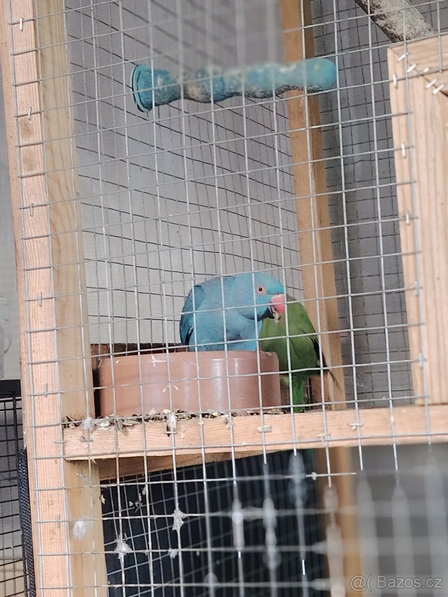 Prodám pár Alexandru - 3